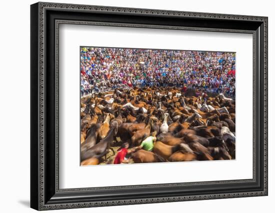 Wild Horses Rounded Up During Rapa Das Bestas (Shearing of the Beasts) Festival. Sabucedo, Galicia-Peter Adams-Framed Photographic Print