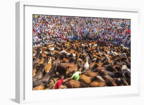 Wild Horses Rounded Up During Rapa Das Bestas (Shearing of the Beasts) Festival. Sabucedo, Galicia-Peter Adams-Framed Photographic Print