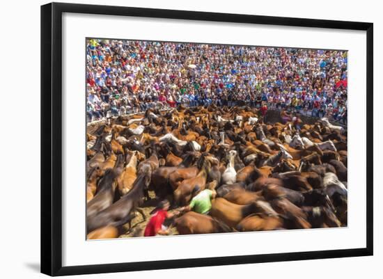 Wild Horses Rounded Up During Rapa Das Bestas (Shearing of the Beasts) Festival. Sabucedo, Galicia-Peter Adams-Framed Photographic Print