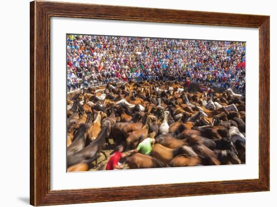 Wild Horses Rounded Up During Rapa Das Bestas (Shearing of the Beasts) Festival. Sabucedo, Galicia-Peter Adams-Framed Photographic Print