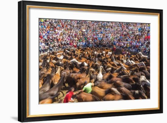 Wild Horses Rounded Up During Rapa Das Bestas (Shearing of the Beasts) Festival. Sabucedo, Galicia-Peter Adams-Framed Photographic Print