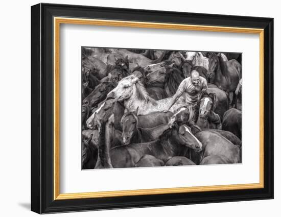 Wild Horses Rounded Up During Rapa Das Bestas (Shearing of the Beasts) Festival. Sabucedo, Galicia-Peter Adams-Framed Photographic Print