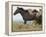 Wild Horses Running, Carbon County, Wyoming, USA-Cathy & Gordon Illg-Framed Premier Image Canvas