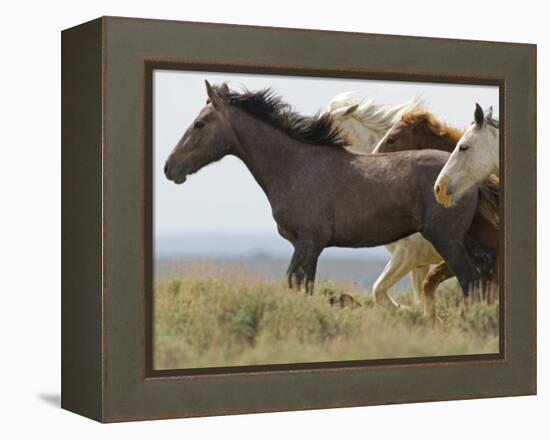 Wild Horses Running, Carbon County, Wyoming, USA-Cathy & Gordon Illg-Framed Premier Image Canvas