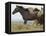 Wild Horses Running, Carbon County, Wyoming, USA-Cathy & Gordon Illg-Framed Premier Image Canvas