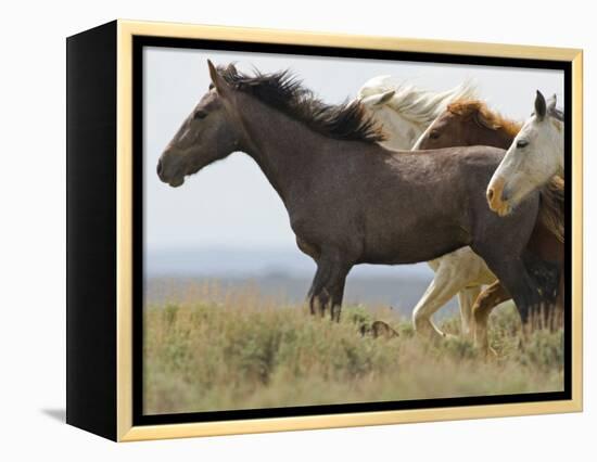 Wild Horses Running, Carbon County, Wyoming, USA-Cathy & Gordon Illg-Framed Premier Image Canvas