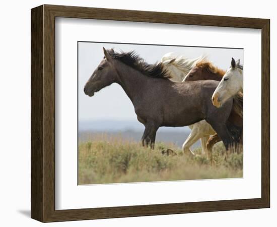 Wild Horses Running, Carbon County, Wyoming, USA-Cathy & Gordon Illg-Framed Photographic Print