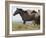 Wild Horses Running, Carbon County, Wyoming, USA-Cathy & Gordon Illg-Framed Photographic Print