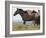 Wild Horses Running, Carbon County, Wyoming, USA-Cathy & Gordon Illg-Framed Photographic Print