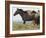 Wild Horses Running, Carbon County, Wyoming, USA-Cathy & Gordon Illg-Framed Photographic Print