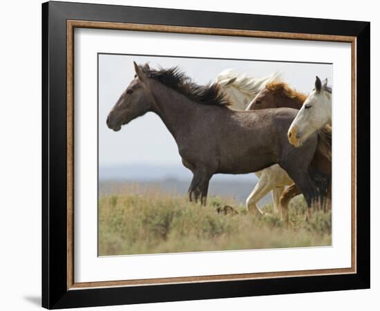 Wild Horses Running, Carbon County, Wyoming, USA-Cathy & Gordon Illg-Framed Photographic Print