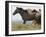 Wild Horses Running, Carbon County, Wyoming, USA-Cathy & Gordon Illg-Framed Photographic Print