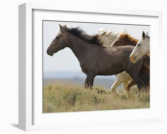 Wild Horses Running, Carbon County, Wyoming, USA-Cathy & Gordon Illg-Framed Photographic Print