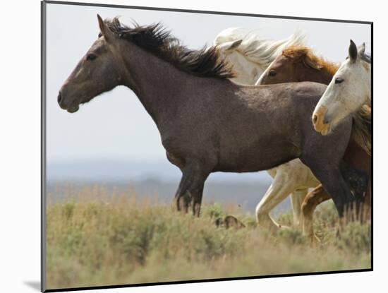 Wild Horses Running, Carbon County, Wyoming, USA-Cathy & Gordon Illg-Mounted Photographic Print