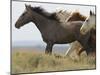 Wild Horses Running, Carbon County, Wyoming, USA-Cathy & Gordon Illg-Mounted Photographic Print