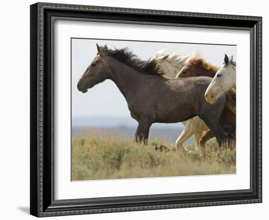 Wild Horses Running, Carbon County, Wyoming, USA-Cathy & Gordon Illg-Framed Photographic Print