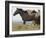 Wild Horses Running, Carbon County, Wyoming, USA-Cathy & Gordon Illg-Framed Photographic Print