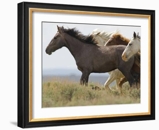 Wild Horses Running, Carbon County, Wyoming, USA-Cathy & Gordon Illg-Framed Photographic Print