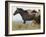 Wild Horses Running, Carbon County, Wyoming, USA-Cathy & Gordon Illg-Framed Photographic Print