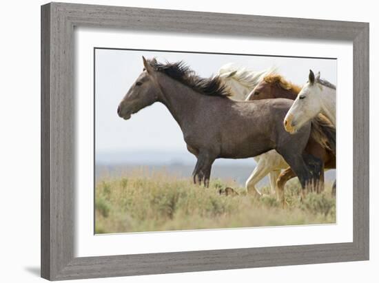 Wild Horses Running, Carbon County, Wyoming-Cathy & Gordon Illg-Framed Art Print