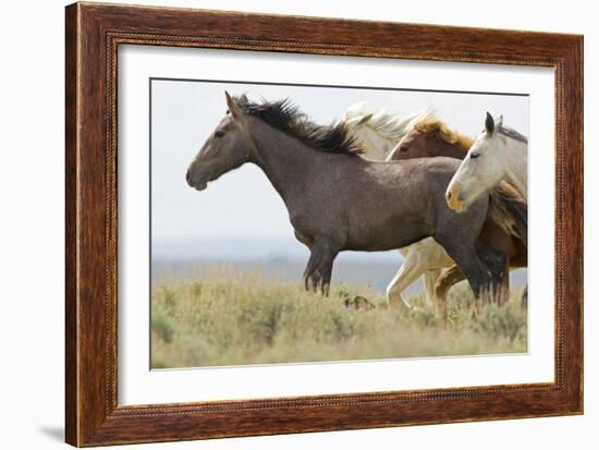 Wild Horses Running, Carbon County, Wyoming-Cathy & Gordon Illg-Framed Art Print