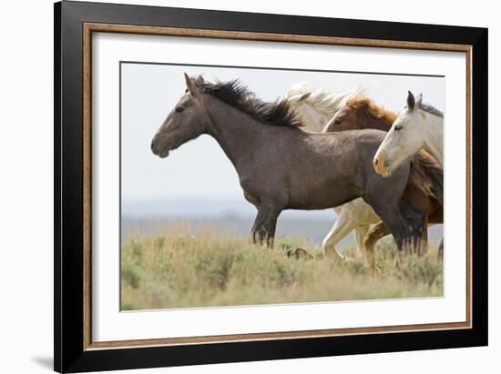 Wild Horses Running, Carbon County, Wyoming-Cathy & Gordon Illg-Framed Art Print