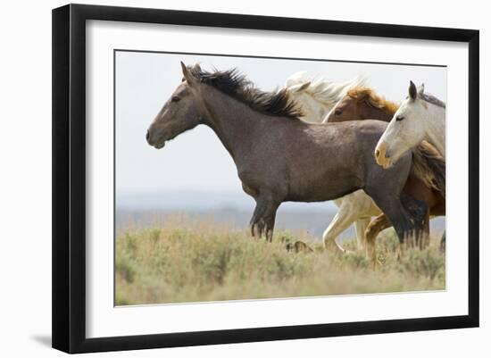 Wild Horses Running, Carbon County, Wyoming-Cathy & Gordon Illg-Framed Art Print