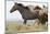 Wild Horses Running, Carbon County, Wyoming-Cathy & Gordon Illg-Mounted Art Print