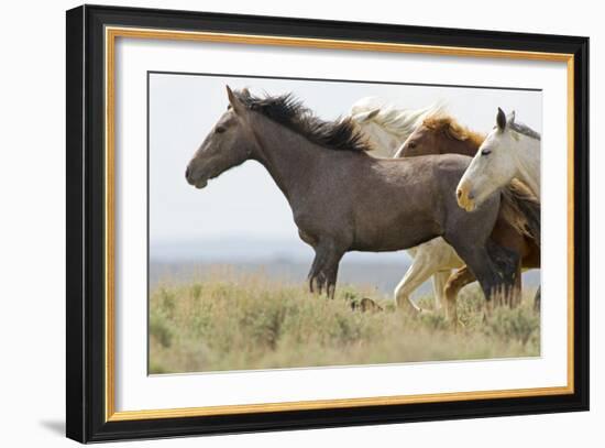 Wild Horses Running, Carbon County, Wyoming-Cathy & Gordon Illg-Framed Art Print