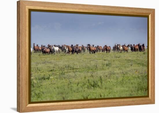 Wild horses running in the Flint Hills of Kansas-Michael Scheufler-Framed Premier Image Canvas