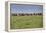 Wild horses running in the Flint Hills of Kansas-Michael Scheufler-Framed Premier Image Canvas