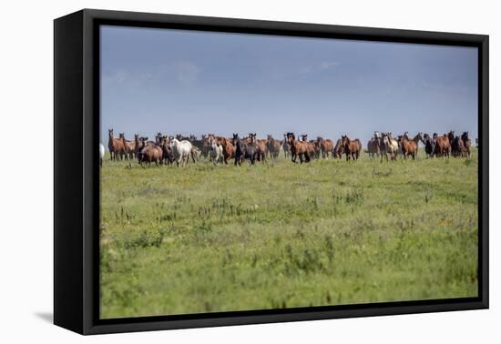 Wild horses running in the Flint Hills of Kansas-Michael Scheufler-Framed Premier Image Canvas