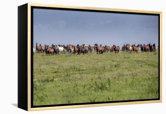 Wild horses running in the Flint Hills of Kansas-Michael Scheufler-Framed Premier Image Canvas