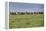 Wild horses running in the Flint Hills of Kansas-Michael Scheufler-Framed Premier Image Canvas