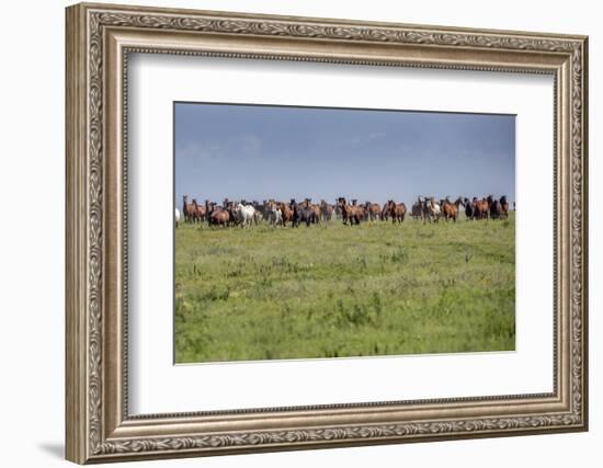 Wild horses running in the Flint Hills of Kansas-Michael Scheufler-Framed Photographic Print