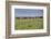 Wild horses running in the Flint Hills of Kansas-Michael Scheufler-Framed Photographic Print