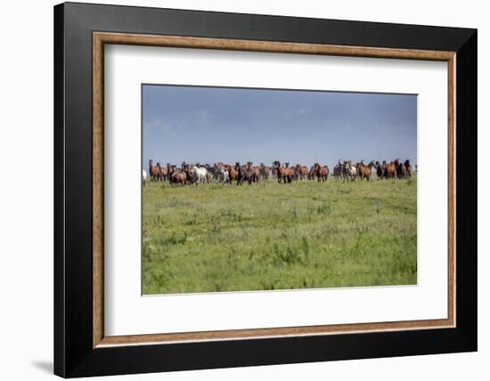 Wild horses running in the Flint Hills of Kansas-Michael Scheufler-Framed Photographic Print