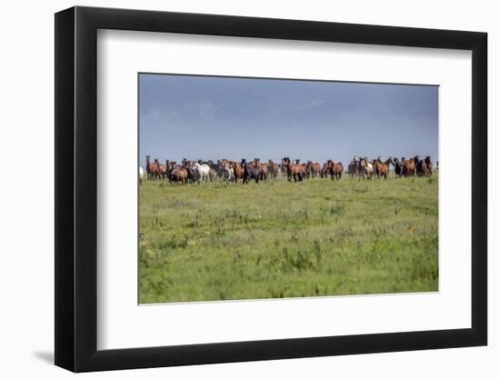 Wild horses running in the Flint Hills of Kansas-Michael Scheufler-Framed Photographic Print