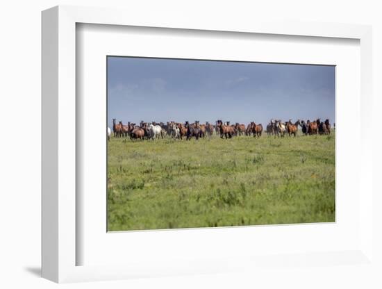 Wild horses running in the Flint Hills of Kansas-Michael Scheufler-Framed Photographic Print