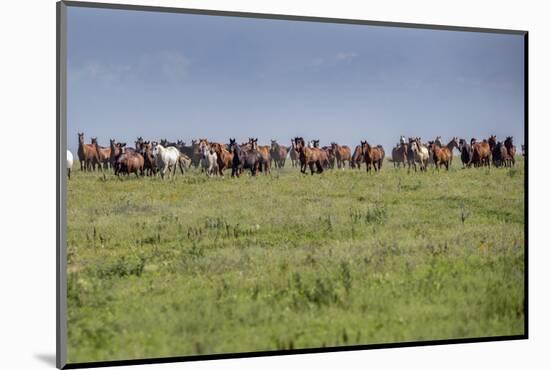 Wild horses running in the Flint Hills of Kansas-Michael Scheufler-Mounted Photographic Print