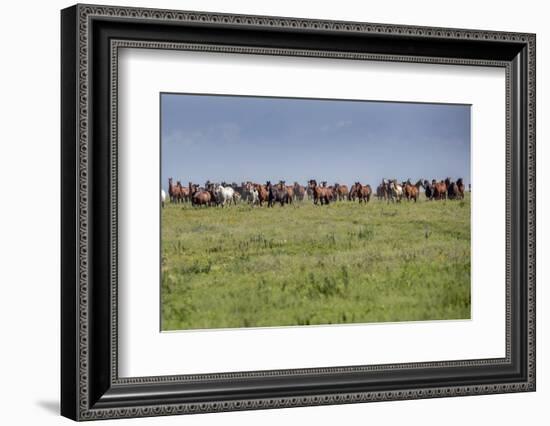 Wild horses running in the Flint Hills of Kansas-Michael Scheufler-Framed Photographic Print