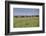 Wild horses running in the Flint Hills of Kansas-Michael Scheufler-Framed Photographic Print