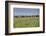 Wild horses running in the Flint Hills of Kansas-Michael Scheufler-Framed Photographic Print