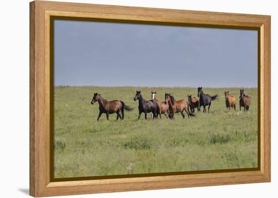 Wild horses running in the Flint Hills-Michael Scheufler-Framed Premier Image Canvas