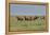 Wild horses running in the Flint Hills-Michael Scheufler-Framed Premier Image Canvas