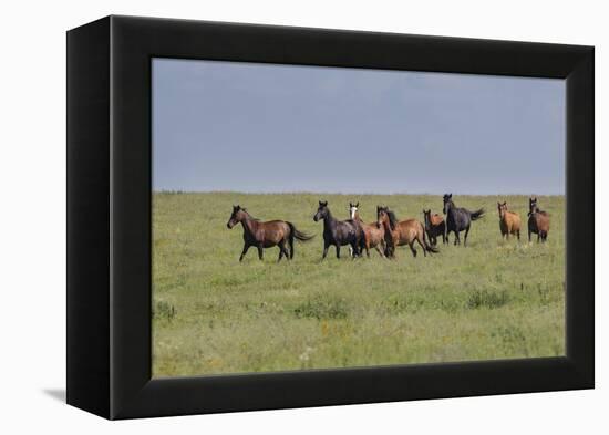 Wild horses running in the Flint Hills-Michael Scheufler-Framed Premier Image Canvas