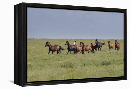 Wild horses running in the Flint Hills-Michael Scheufler-Framed Premier Image Canvas