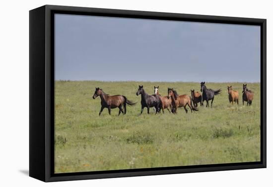 Wild horses running in the Flint Hills-Michael Scheufler-Framed Premier Image Canvas