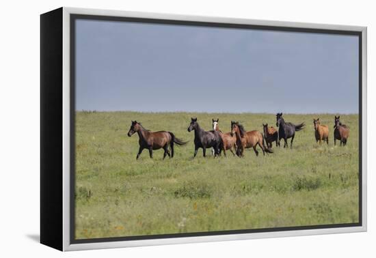 Wild horses running in the Flint Hills-Michael Scheufler-Framed Premier Image Canvas