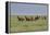 Wild horses running in the Flint Hills-Michael Scheufler-Framed Premier Image Canvas